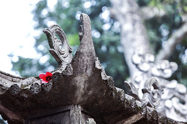 Cành hoa gạo đỏ rực tượng trưng tình yêu son sắt, khoe sắc trong mùa hoa gạo nở vào tháng mấy.