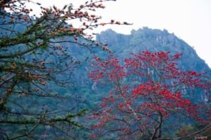 Cây gạo nở hoa rực rỡ giữa không gian rộng lớn