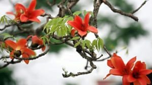 Cây gạo tạo bóng mát và cung cấp dược liệu