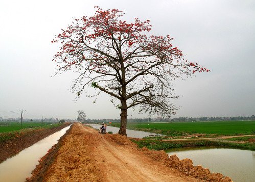 Cây hoa gạo cô đơn trên đê sông Hồng, mang đến ảnh hoa gạo đẹp nhất với vẻ đẹp hoang sơ và lãng mạn