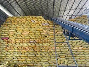 Công nhân kiểm tra lúa trong kho tạm trữ, đảm bảo chất lượng