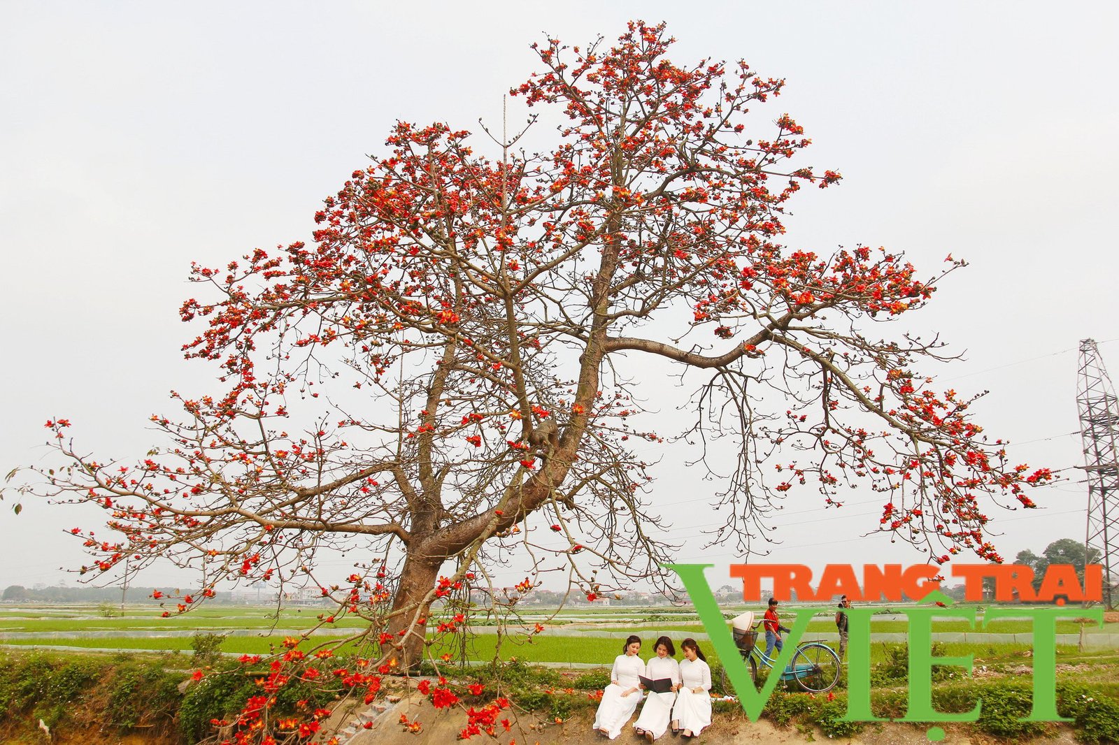 Dải hoa gạo đỏ rực hai bên bờ kênh tại Hà Nam