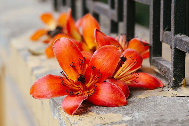 hoa gạo 5 cánh đỏ