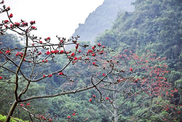 hoa gạo nổi bật giữa núi đồi