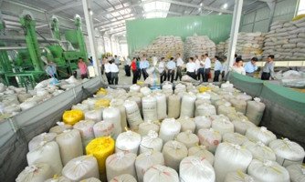 Kiểm định chất lượng gạo Việt Nam để xuất khẩu sang thị trường châu Âu