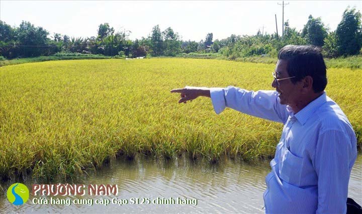 Kỹ sư Hồ Quang Cua trên cánh đồng lúa, người đã tạo ra gạo ST25