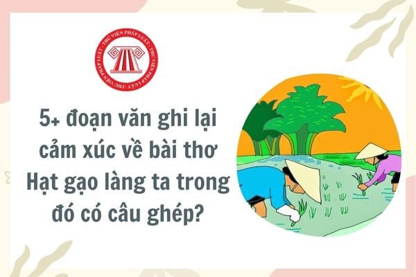 Một cánh đồng lúa xanh mướt chuẩn bị vào vụ gặt, thể hiện thành quả lao động của người nông dân