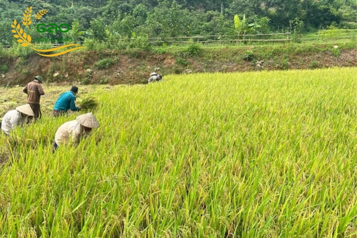 Người nông dân chăm sóc cánh đồng lúa Séng Cù