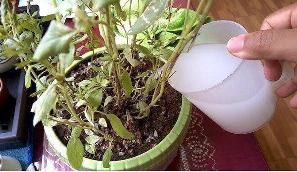 Người nông dân tưới nước vo gạo trực tiếp cho cây cảnh và rau màu
