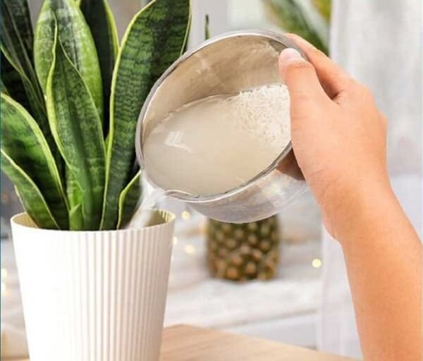 Quy trình ủ nước vo gạo để qua đêm tăng cường dinh dưỡng cho cây