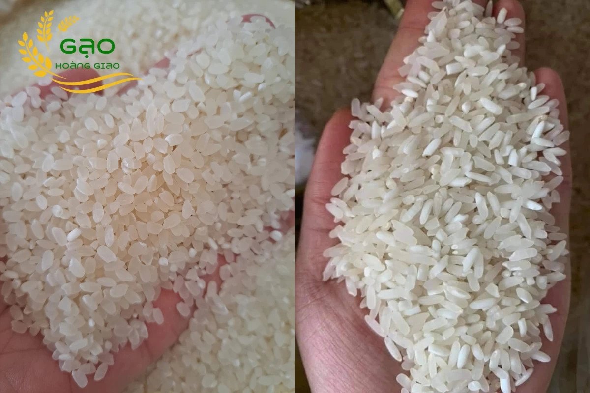 So sánh đặc điểm gạo Séng Cù hạt tròn và dài
