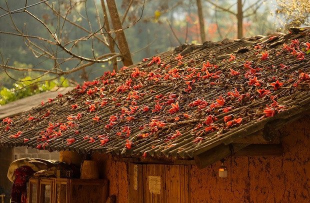 Thảm hoa gạo đỏ thắm rụng đầy sân, khung cảnh lãng mạn của mùa hoa gạo.