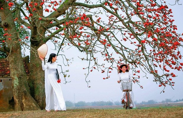 Thiếu nữ duyên dáng trong tà áo dài bên cây hoa gạo đang nở rộ, cảnh sắc đặc trưng của mùa hoa gạo tháng 3.
