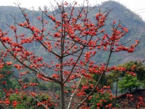 Vẻ đẹp rực rỡ của hoa gạo trên cành