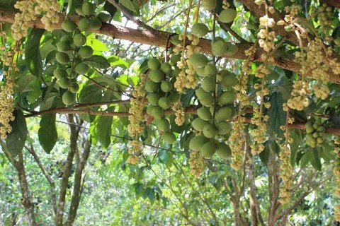 Vườn trái cây sum suê, trĩu quả tại Cần Thơ, nơi du khách có thể tự tay hái và thưởng thức